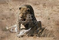 Leopard, Cats of Africa