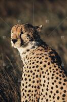 Cheetah, Cats of Africa