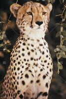 Cheetah, Cats of Africa