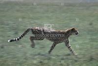 Cheetah, Cats of Africa