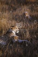 Cheetah, Cats of Africa