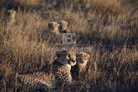 Cheetah, Cats of Africa