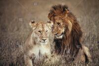 Lion, Cats of Africa