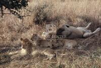 Lion, Cats of Africa