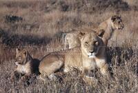Lion, Cats of Africa