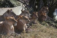 Lion, Cats of Africa