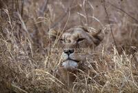 Lion, Cats of Africa