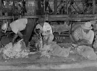 Shearing sheep