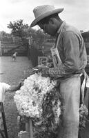 Grading wool at sheep shearing time on a ranch near Sonora, Texas.