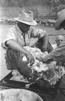 Grading wool at sheep shearing time on a ranch near Sonora, Texas.
