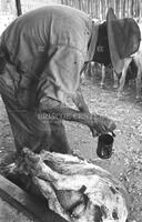 Marking a sheared sheep