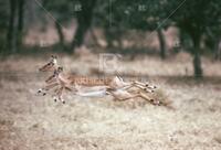 Impala, antelope of Africa