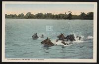 U.S. Cavalrymen Swimming Cavalry Horses