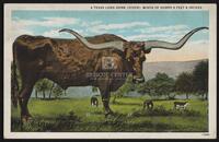 A Texas Long Horn (Steer) Width of Horns 9 Feet 6 Inches