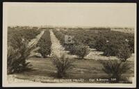 Grape Fruit Orchard. Lower Rio Grande Valley.