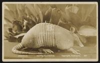 Armadillo. Dasypus Sexinctus.