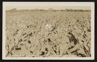 Cauliflower, Lower Rio Grande Valley, Texas