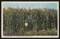 A Broom Corn Field, Lower Rio Grande Valley, Texas