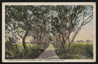 A Pretty Drive Way in Fort Brown, Texas (Known as Lovers Lane)