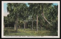 A Grove of Native Palms (Sabal Texana), Lower Rio Grande Valley, Texas
