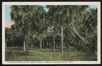 A Grove of Native Palms (Sabal Texana), Lower Rio Grande Valley, Texas