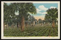 A Bean Field, Lower Rio Grande Valley, Texas