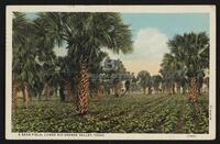 A Bean Field, Lower Rio Grande Valley, Texas