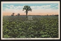 A Cabbage Field, Lower Rio Grande Valley, Texas