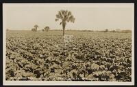 A Cabbage Field, Lower Rio Grande Valley, Texas