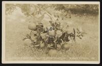 A Cluster of Grape Fruit, Lower Rio Grande Valley of Texas