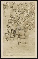 A Cluster of Grape Fruit, Lower Rio Grande Valley of Texas