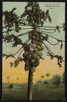 Papalla Tree and Fruit