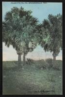 Palmetto Palms, Brownsville, Tex.