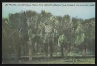 Las Palmas, Brownsville, Texas, the Largest Natural Palm Grove in the United States
