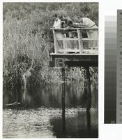 Photograph of people viewing alligators at Everglades National Park