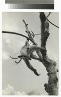 Photograph of a southern tamandua clinging to a tree in Suriname, 1964