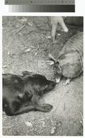 Photograph of a dog and an armadillo touching noses, 1964