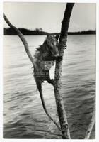 Photograph of an opossum clinging to a branch, 1964