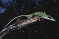 Photograph of a green lizard on a branch, May 1972