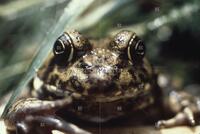 Photograph of a brown frog, September 1981