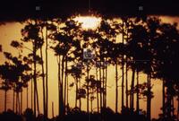 Photograph of trees in the Florida Everglades, 1973