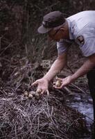 Photograph of a national park ranger at an alligator nest, October 1965