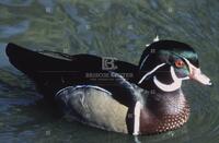 Photograph of a wood duck in water, June 1967