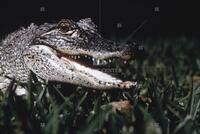 Photograph of an alligator, June 1967