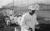 Photograph of a line of prisoners, September 1995