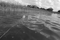 Photograph of a person swimming in a lake