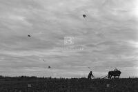 Photograph of a farmer harvesting potatoes