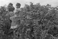 Photograph of children picking berries
