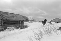 Photograph of a horse