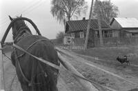 Photograph of a horse pulling a cart